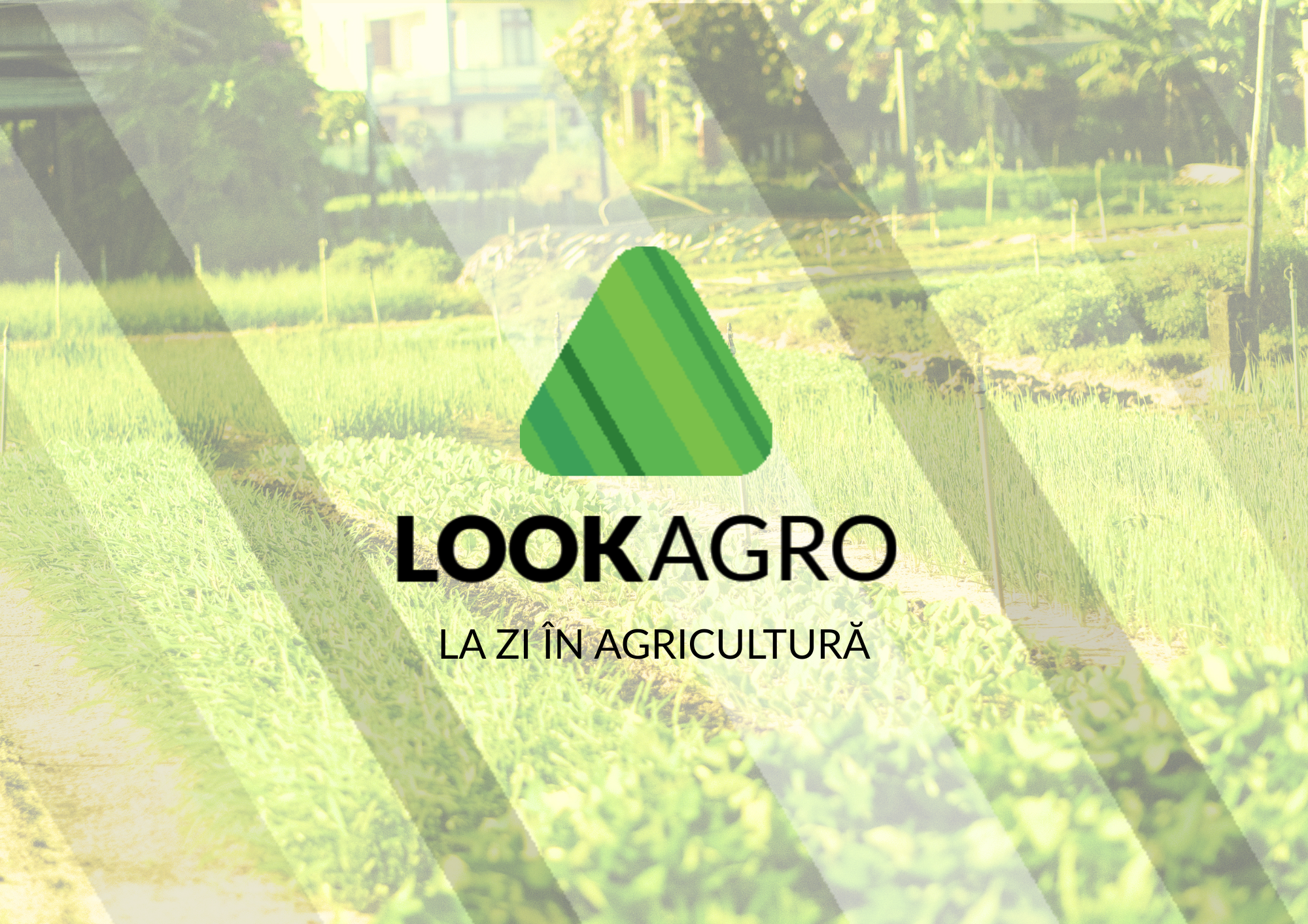 LOOK AGRO logo